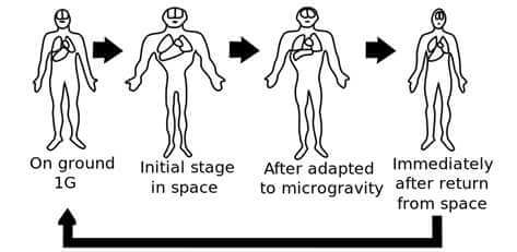 Fluid distribution in microgravity