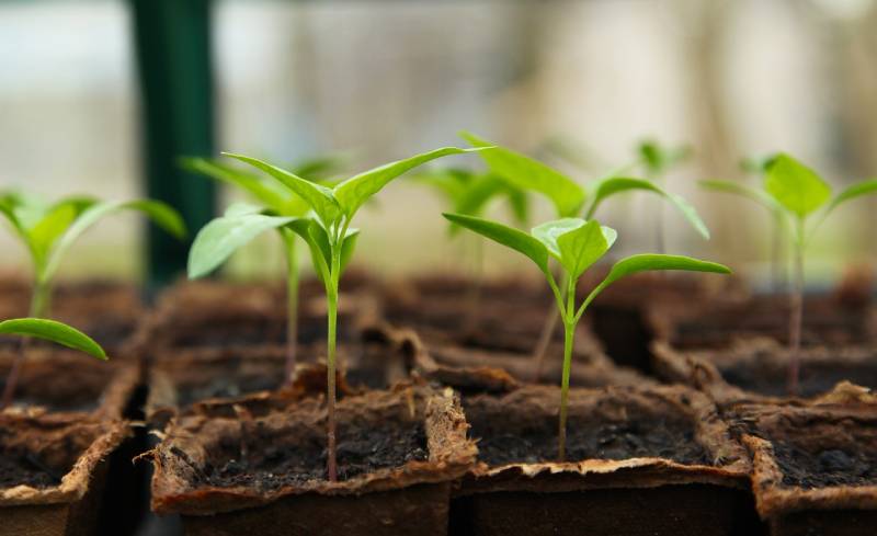 Greenhouse Plants For Mars